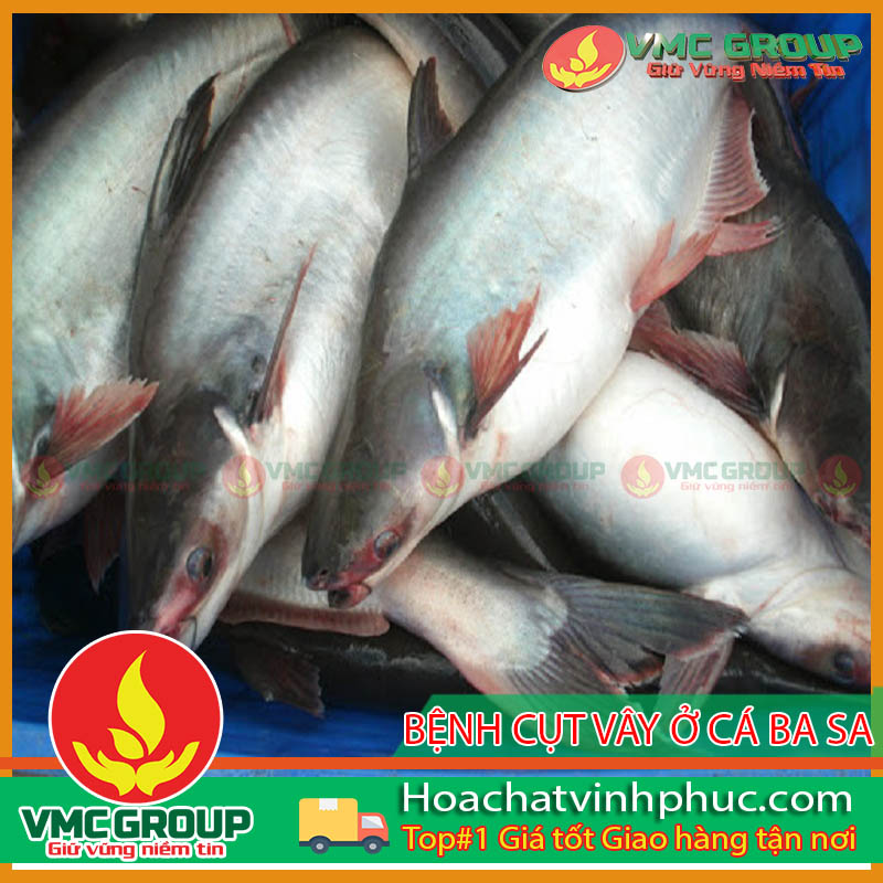 bệnh- cụt - vây- đuôi- cá - ba- sa