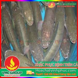 khắc phục bệnh trên cá